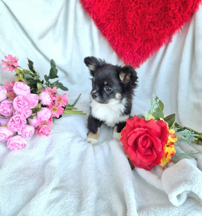 Śliczny długowłosy Poesek Chihuahua