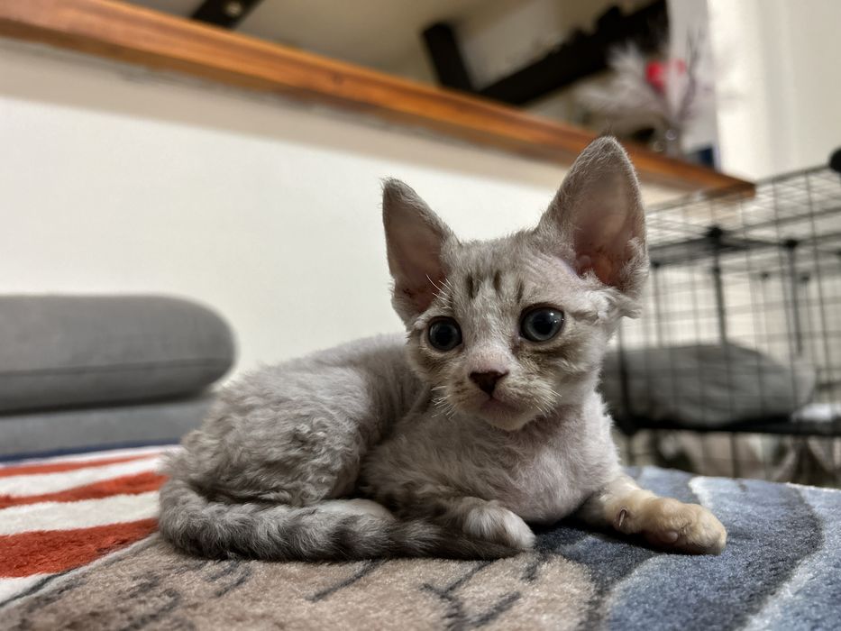 Devon rex wolna kotka