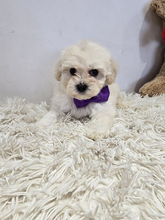 Maltipoo f1 xs sunia