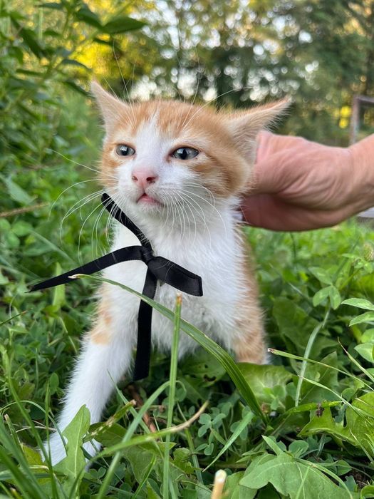Віддам в добрі руки кошенят