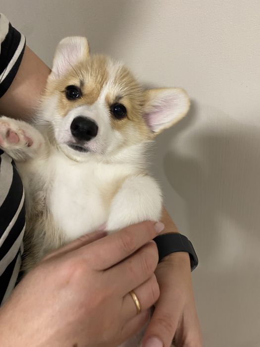 Малюки Вельш Корг