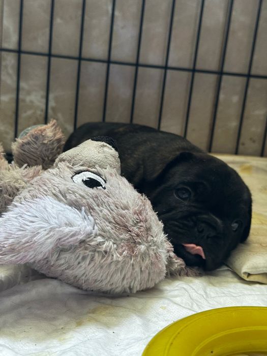 Bulldog Francês macho top