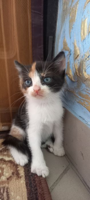Віддам безкоштовно