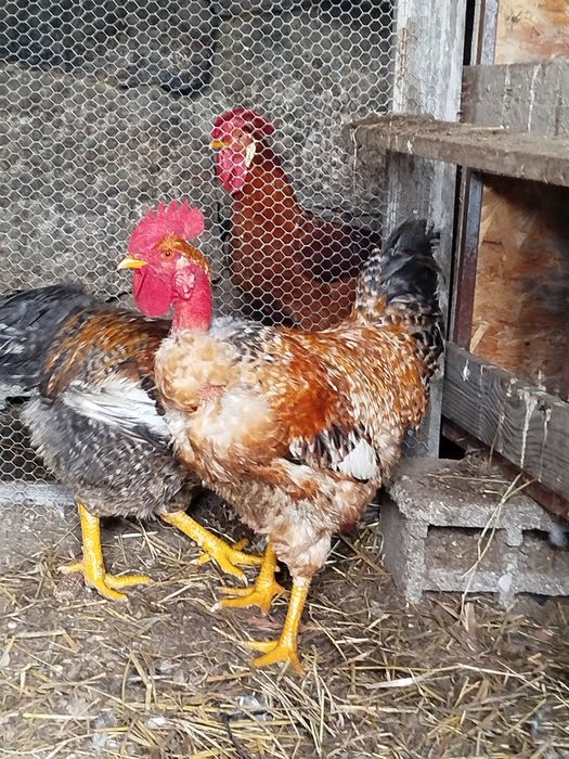 Vendo galos caseiros