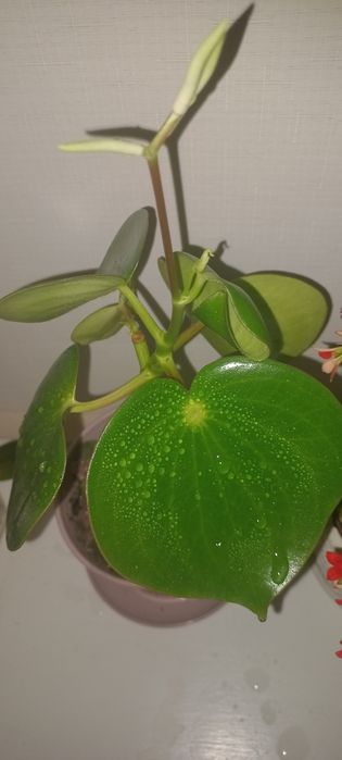 Паперомія "Рейдроп",  120грн