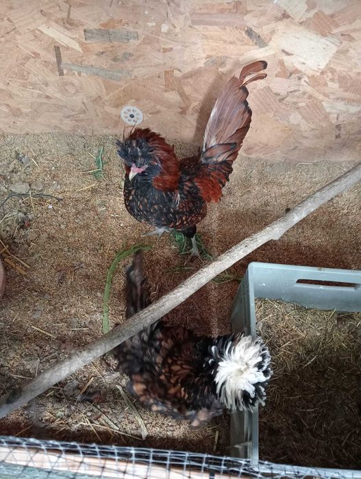 Pintos Paduana e Ovos galados