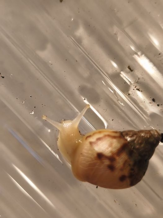 Ślimaki Afrykańskie