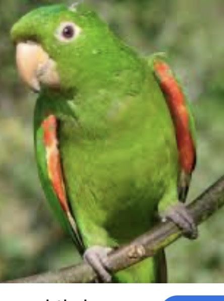 aratinga leucophthalma