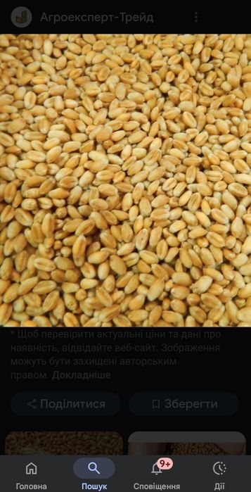 Продам пшеницю озиму