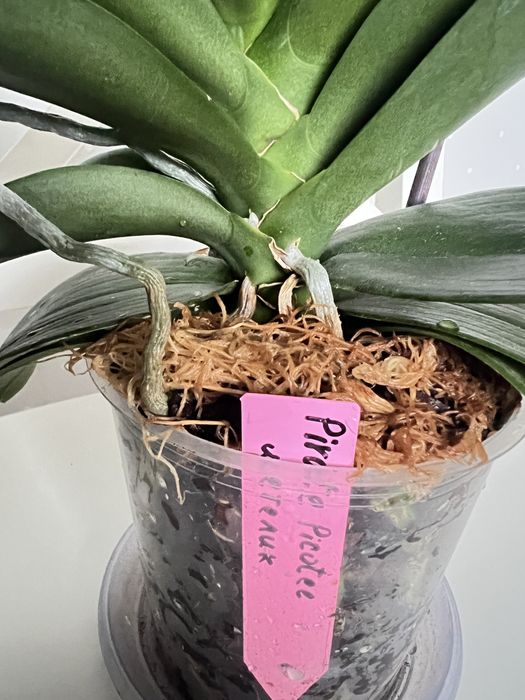 Орхідея Пірат Пикоті (Pirate Picotee) метелик