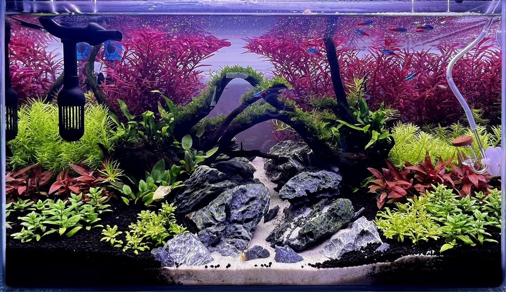 Rotala Blood Red