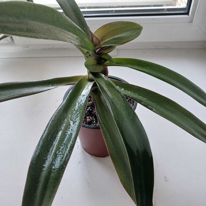 Квітка традисканция Рео