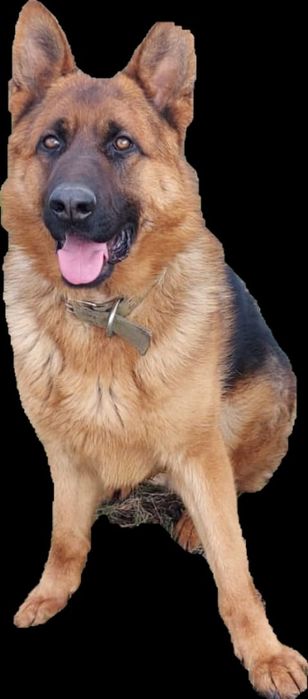 Вязка німецької вівчарки