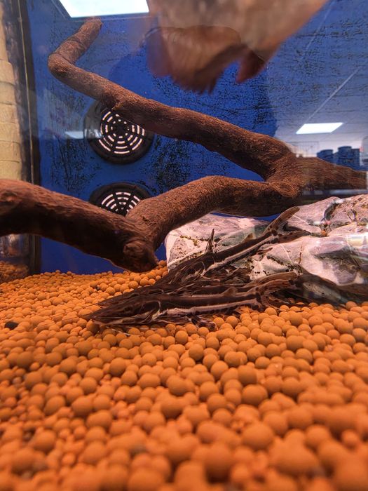 Cachara (Pseudoplatystoma Fasciatum)