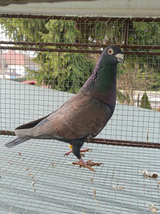 Gołębie pocztowe rubella