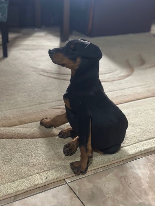 Щенята добермана