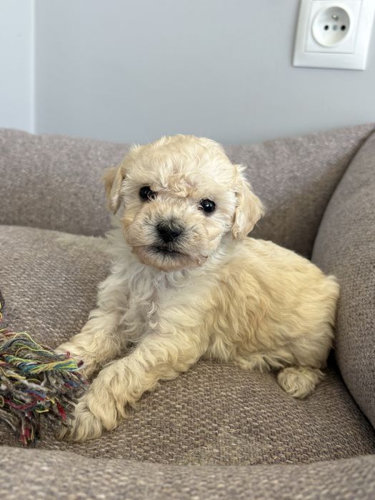 Pudel miniaturowy suczka