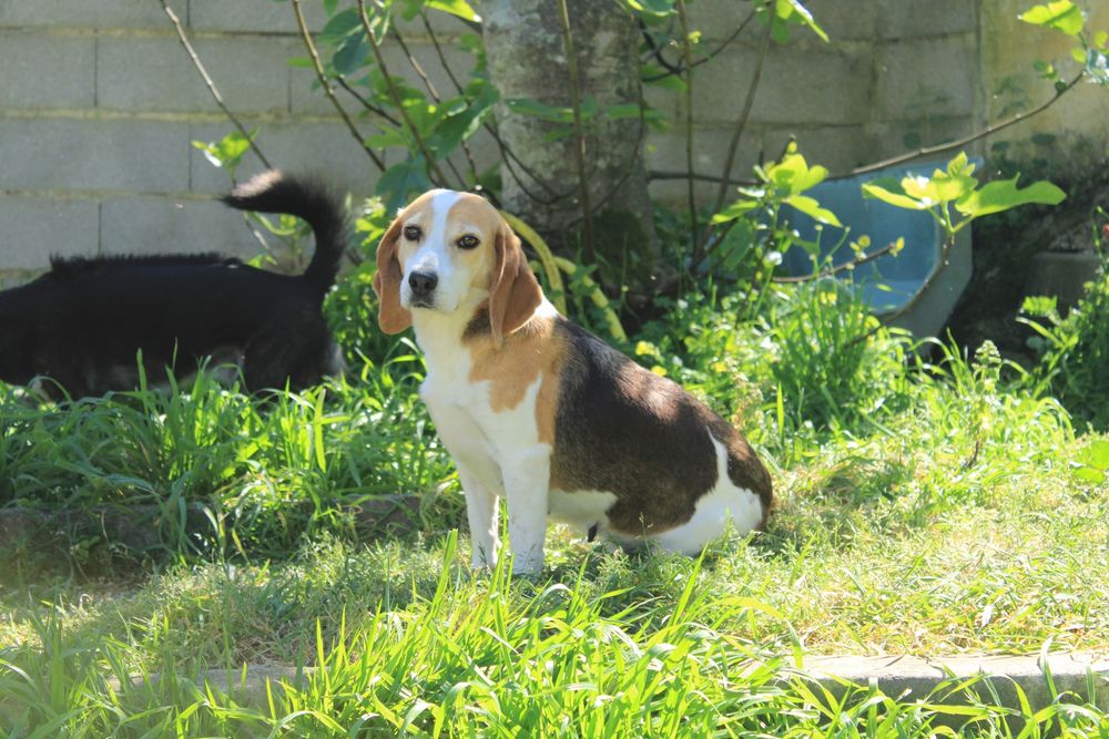 Beagle querida para adopção