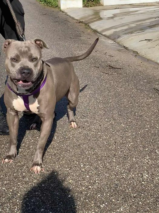 American staff Terrier macho