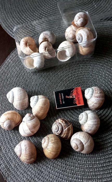 Виноградні равлики. Улитки. Равлики для декора. Улитки для декора.