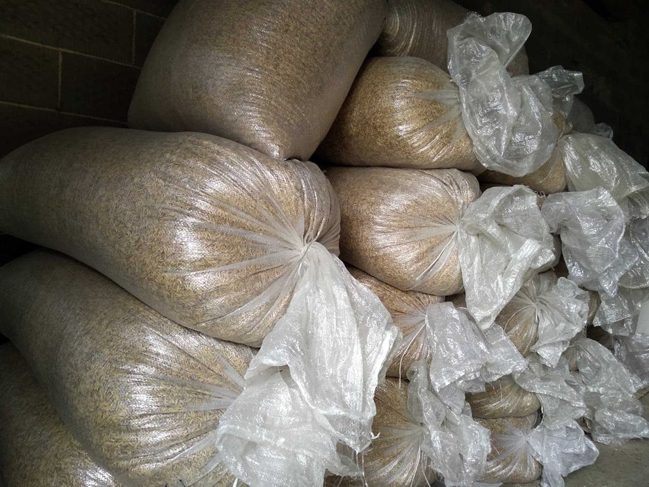 Owies, owies paszowy, dla kur, dla koni