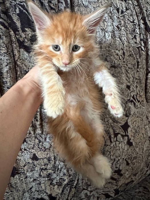 Мейн-кун хлопчик