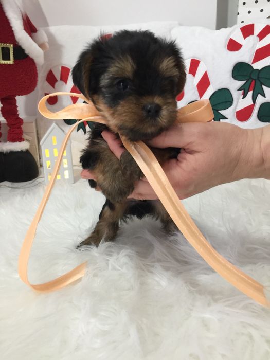 VIP Йорки — Маленькі моделі для обіймів