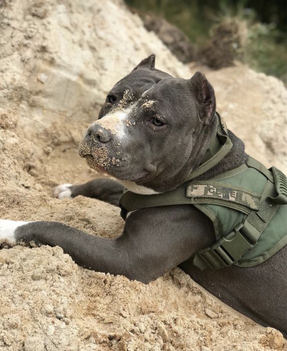 Стафорд.Амстафф.Американський Стафордширський терьєр