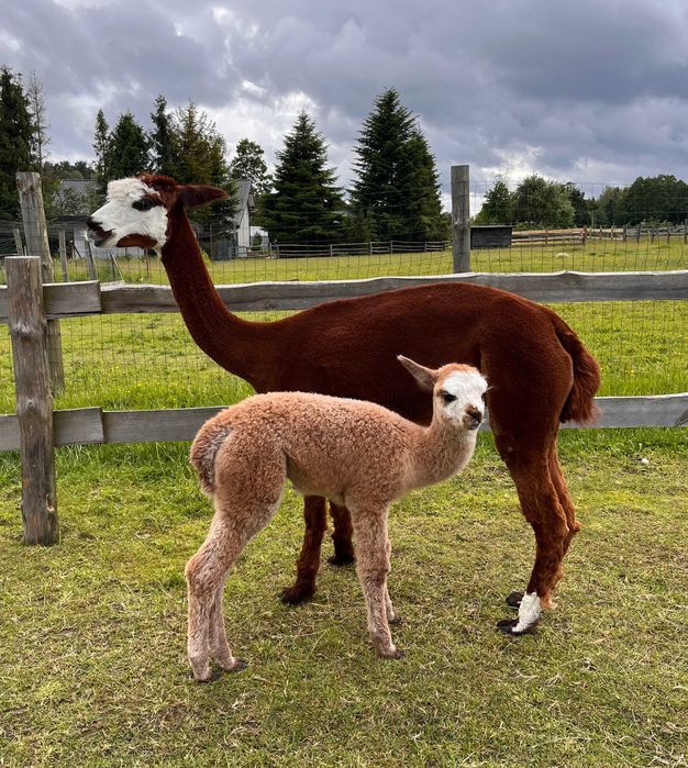 alpaka samica (Tina) z Cria
