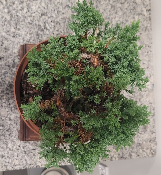 Bonsai de juniperus