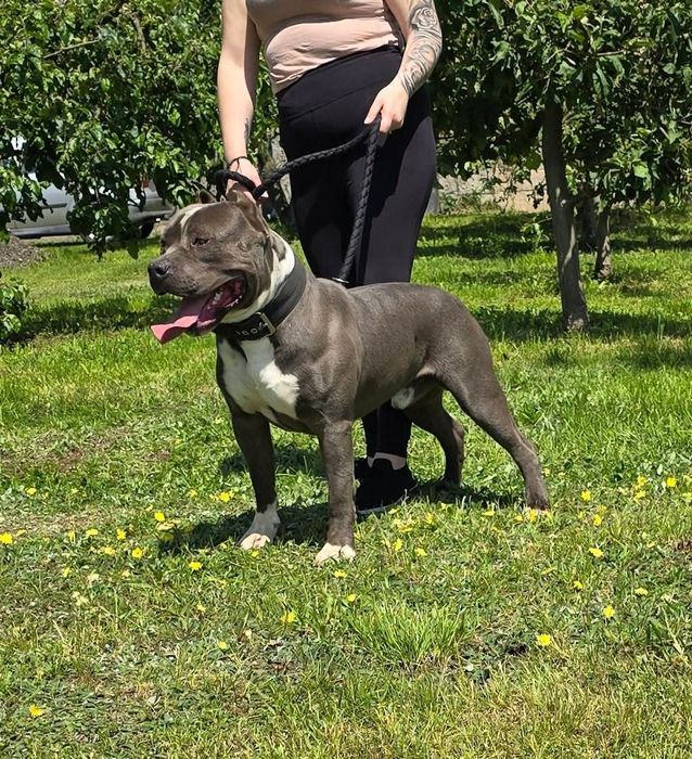 American Staffordshire Terrier Amstaff. Oferta dotyczy krycia.