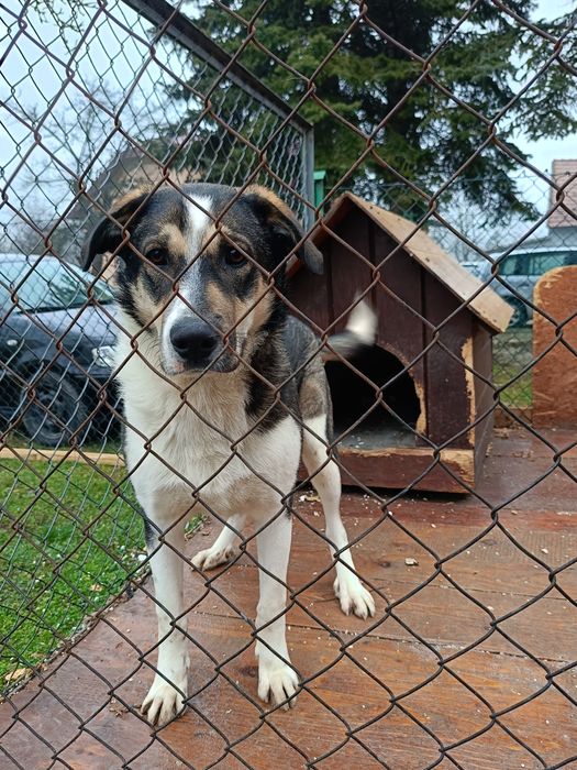 Oddam pieska za darmo