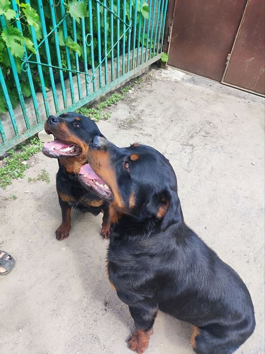 Цуценя ротвейлера дівчинка готова до нового дому
