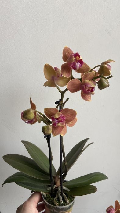 Орхідея міні пелор Паприка-400 грн