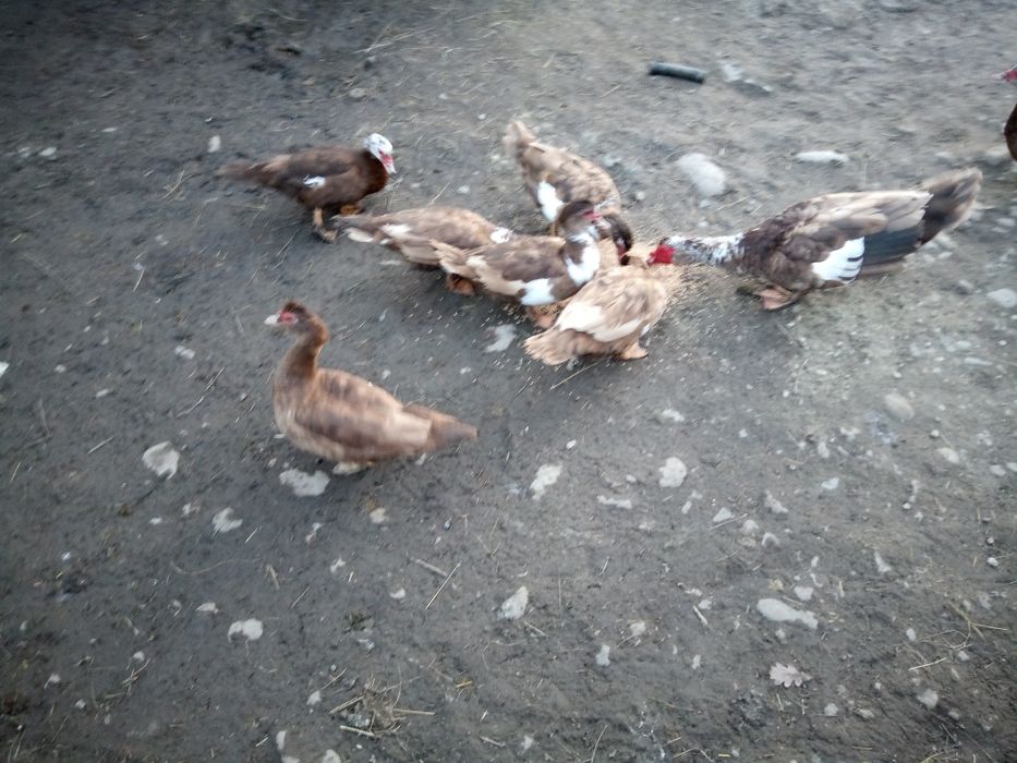 Продам індокачок шипунів