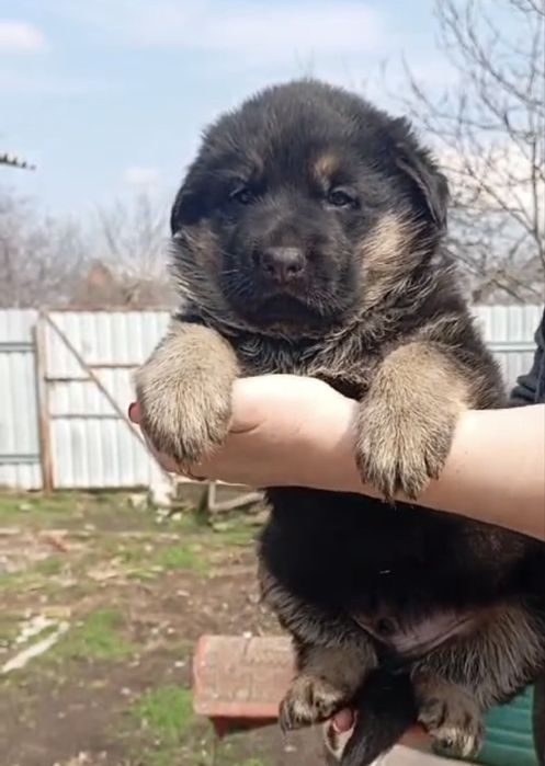 Щенки немецкой овчарки