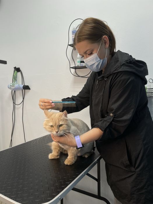Професійний грумінг котів у Запоріжжі