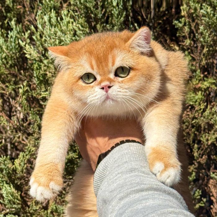 Британська котик золота шиншила bri by 12 , 4місяці