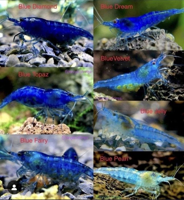 Krewetki Blue Diamond   Promocja!