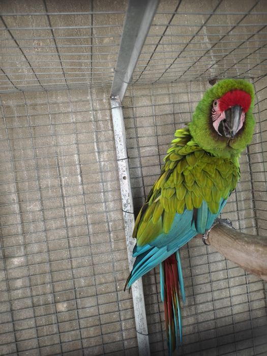 Arara militar macho adulto 2013 disponível para entrega imediata