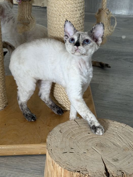 Devon Rex kotka TOLA