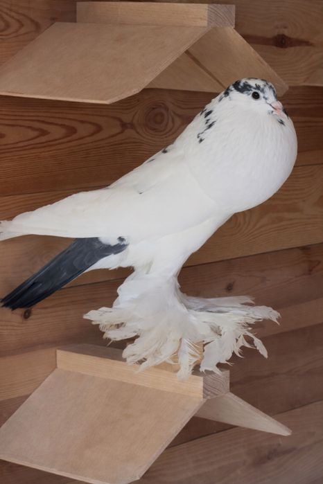 Samiec garłacza z 2025 roku