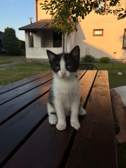 Młody kocurek:))