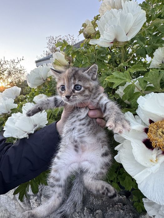 Киця шукає сім’ю