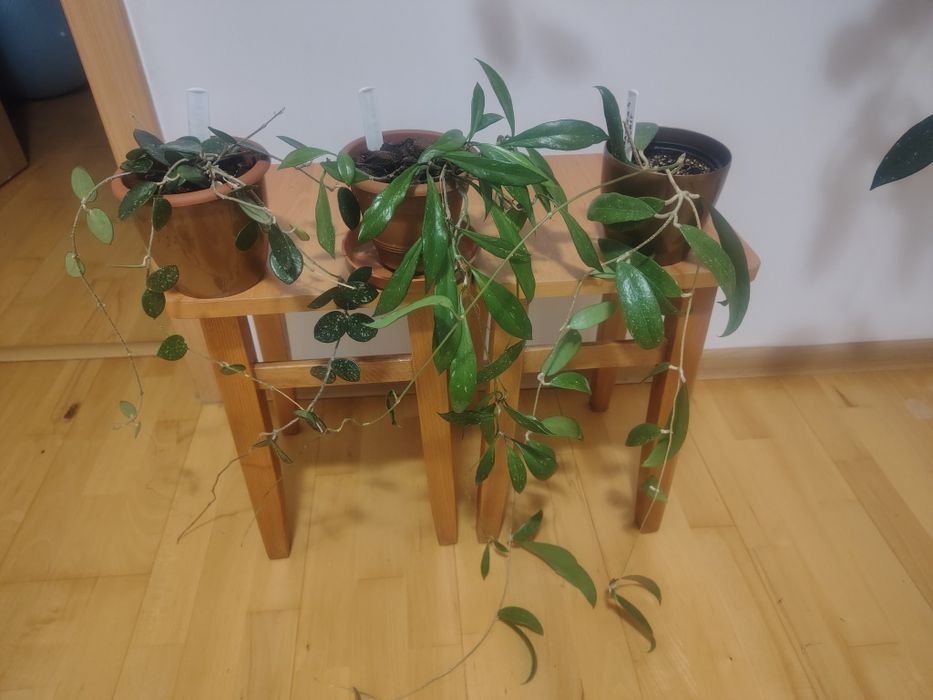 Hoya zestaw 3 sztuki ze zdjęcia