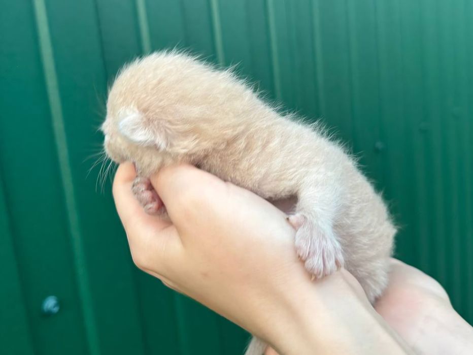 Кошенята 1.5 тижня, безкоштовно, віддам в добрі руки