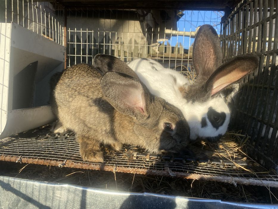 Продам кролів породи шиншила