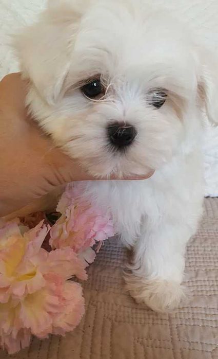 Maltańczyk *Mini* Piesek Metryka, Chip.