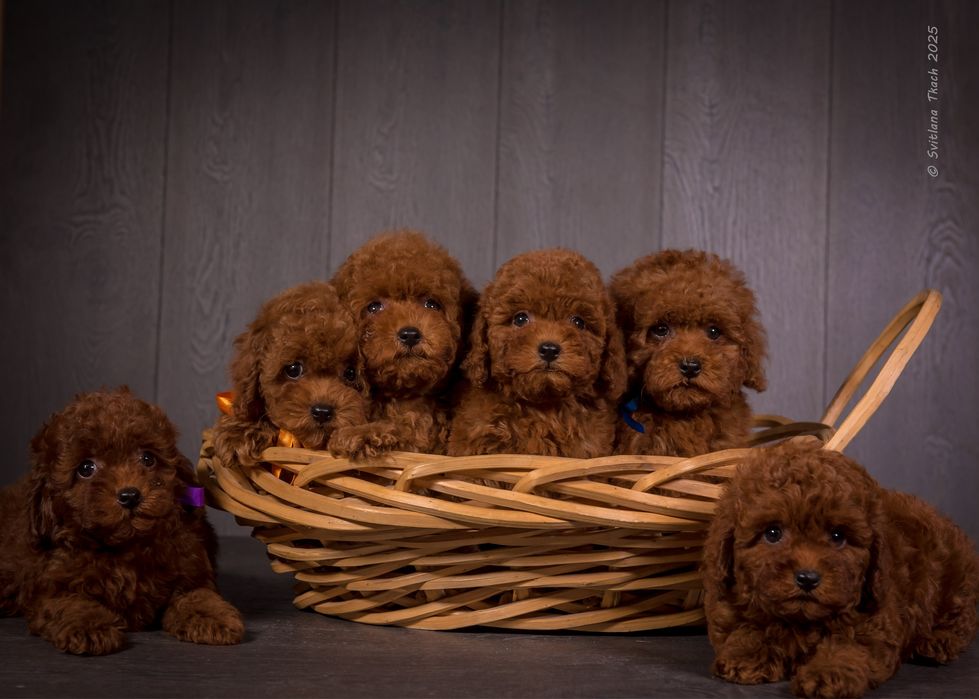 Цуценята той пуделя КСУ