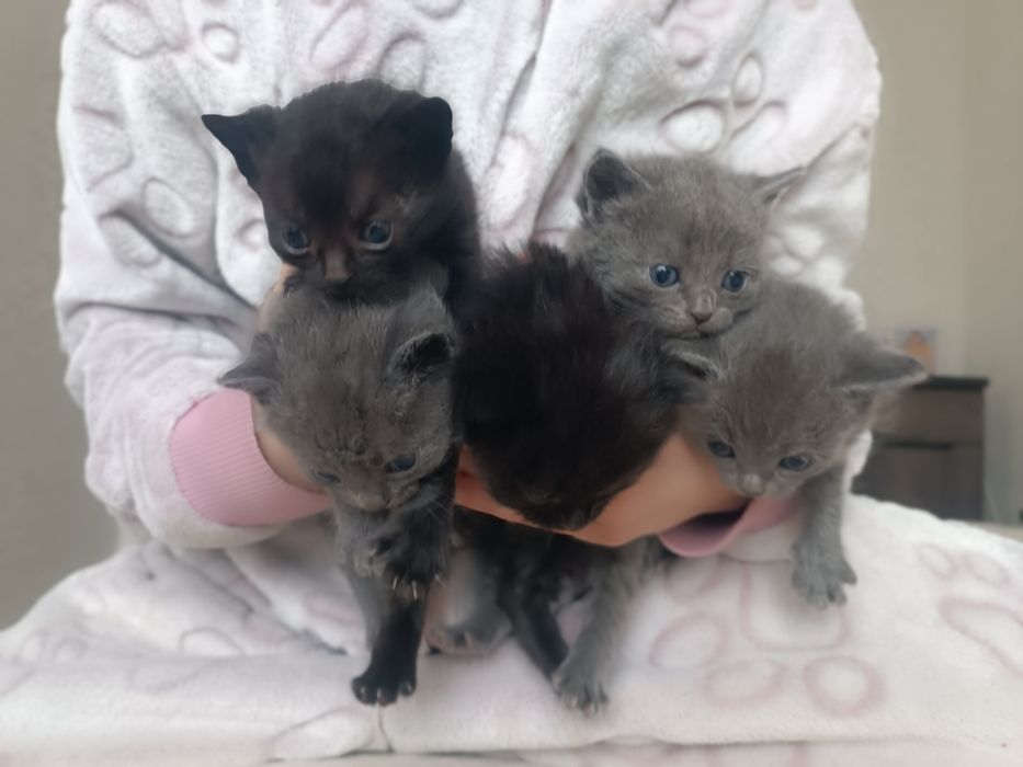 Кошенята в добрі руки